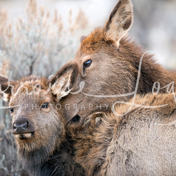 Royalty Free Referenzbild für Künstler: Eine Elchmutter, die ihr junges Kalb putzt. Tier, wild, wild lebende Tiere, Cervidae, Säugetier, Natur, Wapiti