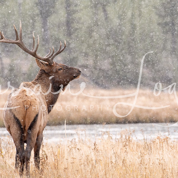 Royalty Free Referenzbild für Künstler: Bull elk in beautiful light. Wildtierfotografie, Wandkunst, Herbst, Winter, Yellowstone, Tiere