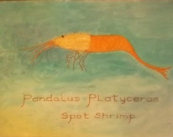Spot Shrimp