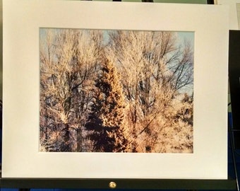 Winter  Trees 8x10 matted to 11x14---CLEARANCE