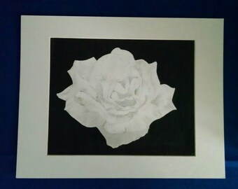 White Rose w/ Black background print 8x10 matted to 11x14---CLEARANCE
