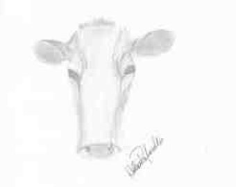 Vaca