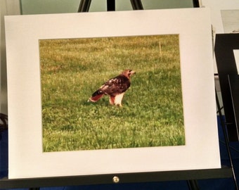 Redtail Hawk matted to 11x14---CLEARANCE