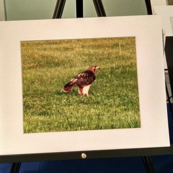 Redtail Hawk matted to 11x14---CLEARANCE