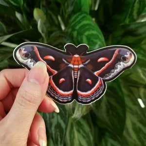Vinyl Sticker - Cecropia Moth Decal