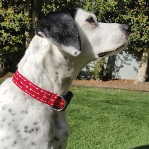May include: A white and black spotted dog wearing a red dog collar with white arrows printed on it.