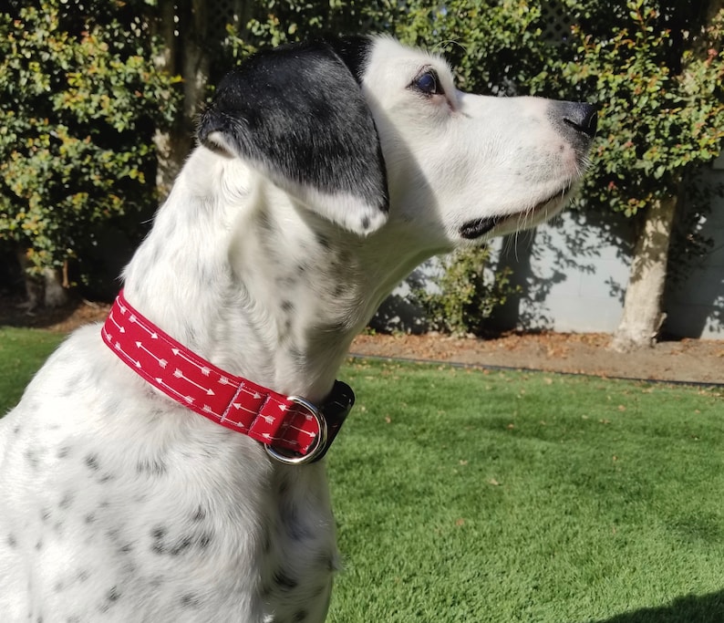 May include: A white and black spotted dog wearing a red dog collar with white arrows printed on it.