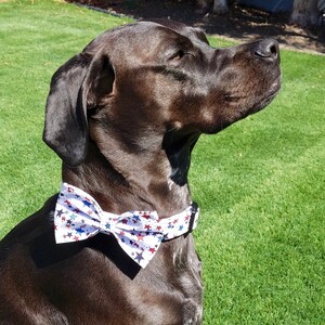 May include: A black dog wearing a white bow tie with red and blue stars. The dog is looking up and has its mouth slightly open.