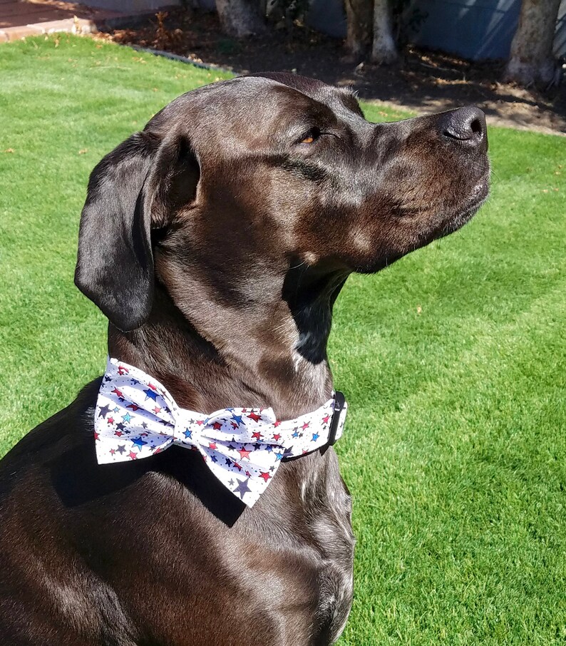 May include: A black dog wearing a white bow tie with red and blue stars. The dog is looking up and has its mouth slightly open.