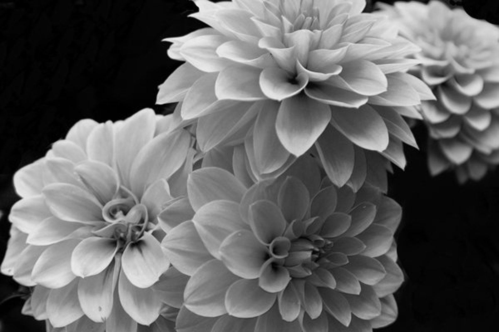 Black and White Flower Prints Minimalist Art Flower Prints Etsy