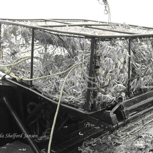 Może przedstawiać: Duża metalowa klatka wypełniona białą, włóknistą substancją, prawdopodobnie krabem lub homarami, na czarnym pokładzie łodzi. Klatka jest zabezpieczona linami i wydaje się być częścią operacji połowowej.