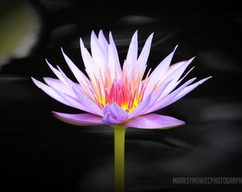 Blooming Water Lily Canvas Wrap Print