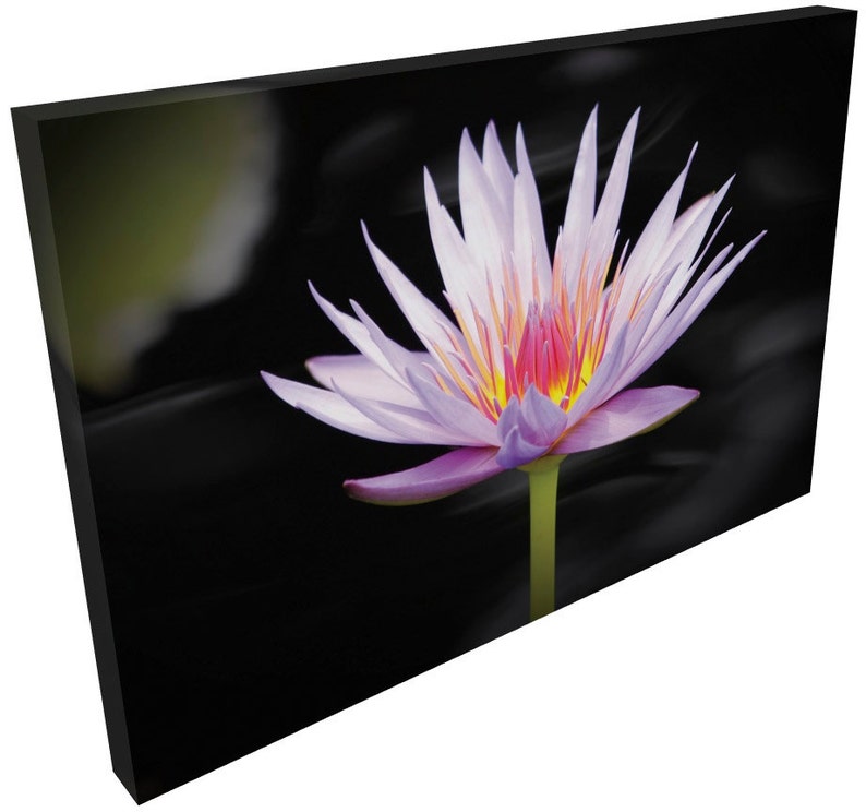 Blooming Water Lily Canvas Wrap Imprimer image 2