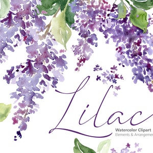 Acuarela Lila Clipart floral Púrpura Violeta Flores Brillante Clip Art Boda Floral Gota Lunares Descarga digital Uso comercial gratuito Png