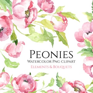 Aquarel roze pioenrozen bloemen clipart licht zachte blush bloemen clip art digitale download zomer bruiloft boeket gratis commercieel gebruik png