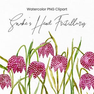 Aquarel Snake's Head Parelmoervlinder clipart geruite lelie bloemen illustraties digitale download gratis commercieel gebruik Schaken bloem Fritillaria png