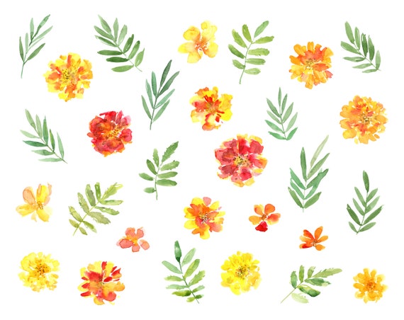 Watercolor Marigold Flowers Clipart Orange Yellow Floral Clip Art Summer  Bouquet Wreath Bright Calendula Download Free Commercial Use Png 