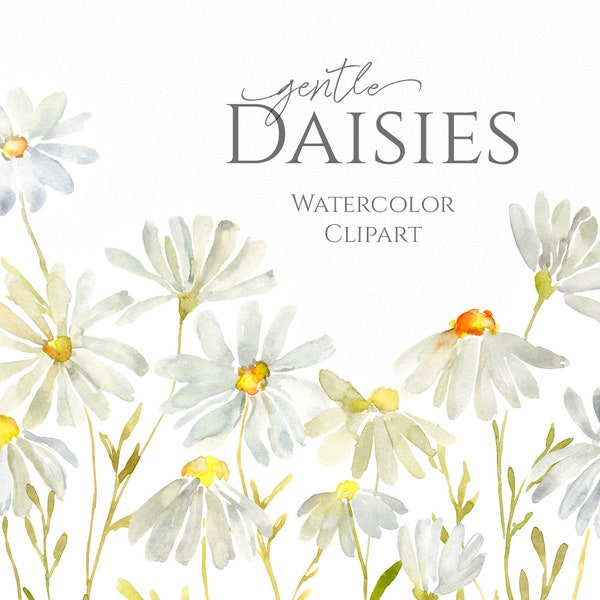 Watercolor Daisies Flowers Clipart White Floral Chamomile Wedding Clip Art Frame Bouquet Border Digital Download Free Commercial Use Png