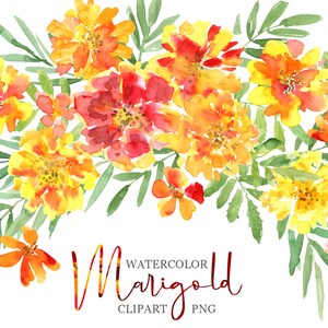 Aquarel goudsbloem bloemen clipart oranje gele bloemen Clip Art zomer boeket krans heldere Calendula download gratis commercieel gebruik, png