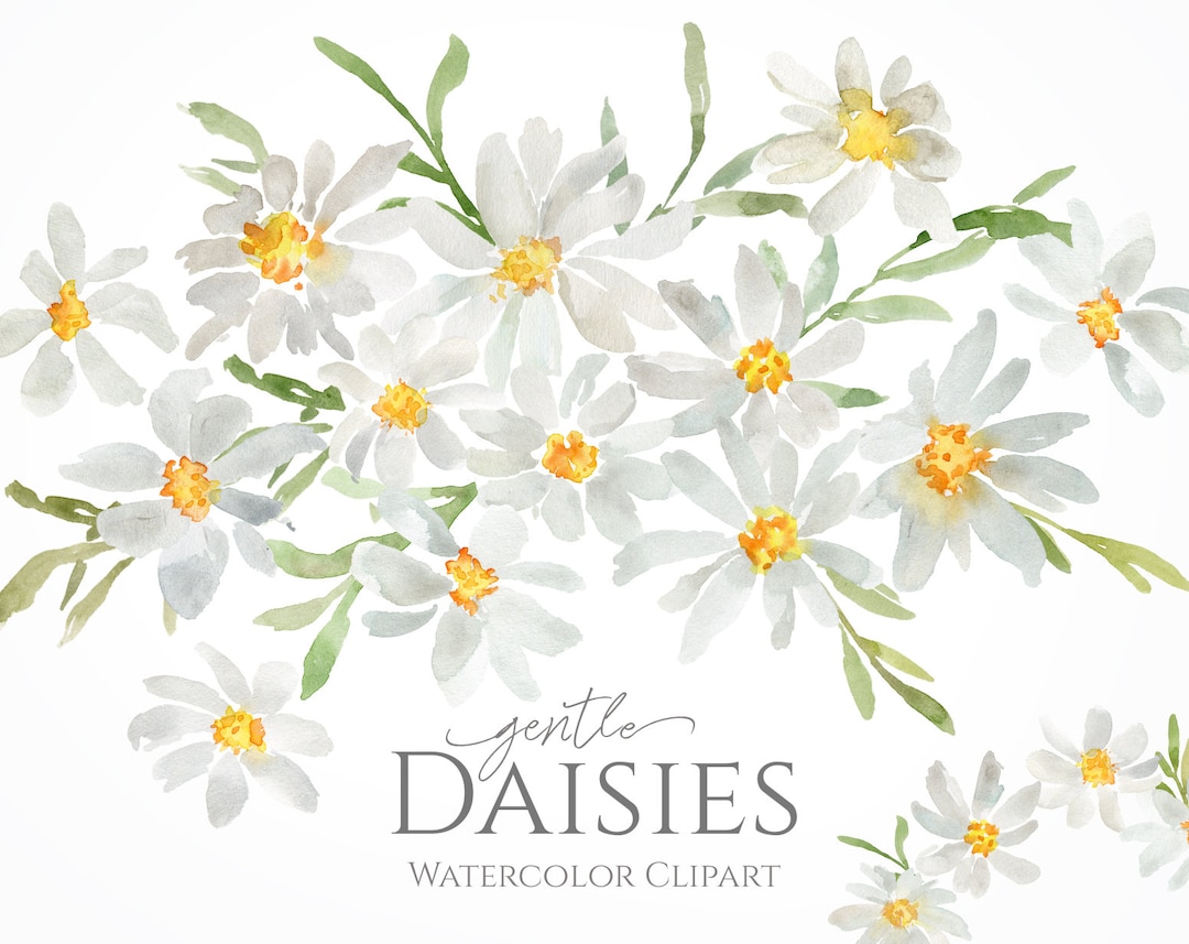 Watercolor Daisies Flowers Clipart White Floral Chamomile Wedding Clip