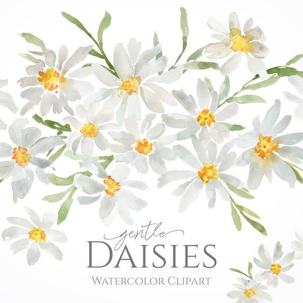 Watercolor Daisies Flowers Clipart White Floral Chamomile Wedding Clip Art Frame Bouquet Wreath Digital Download Free Commercial Use Png