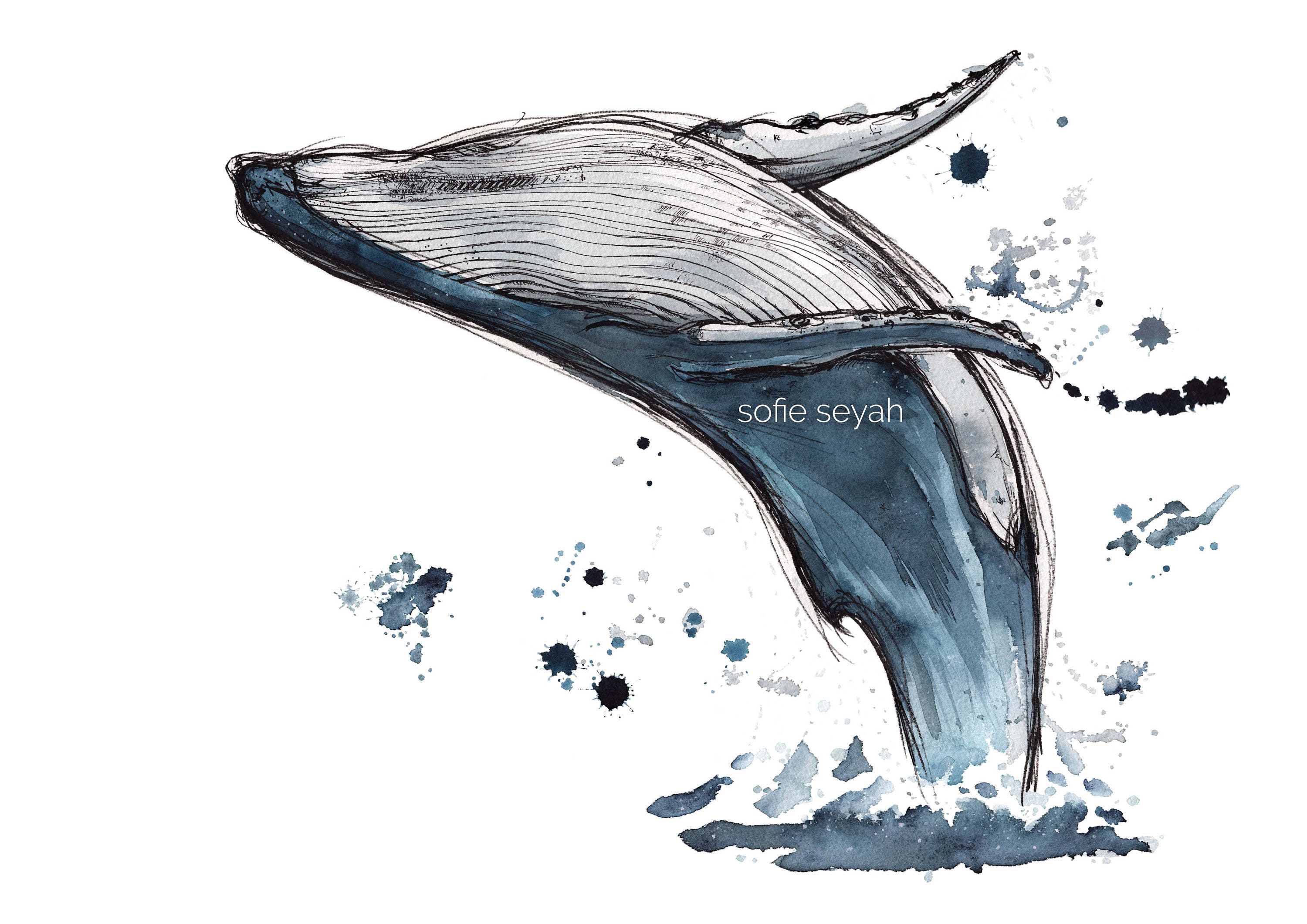 whale drawing whale drawing