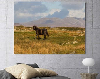 connemara pony, wild atlantic way, irish photography, natural world, nature photography, irish art