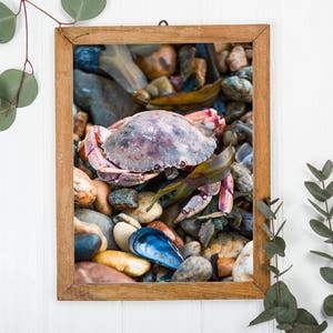 crabe de Montauk, scène colorée, décor nautique, montauk, new york