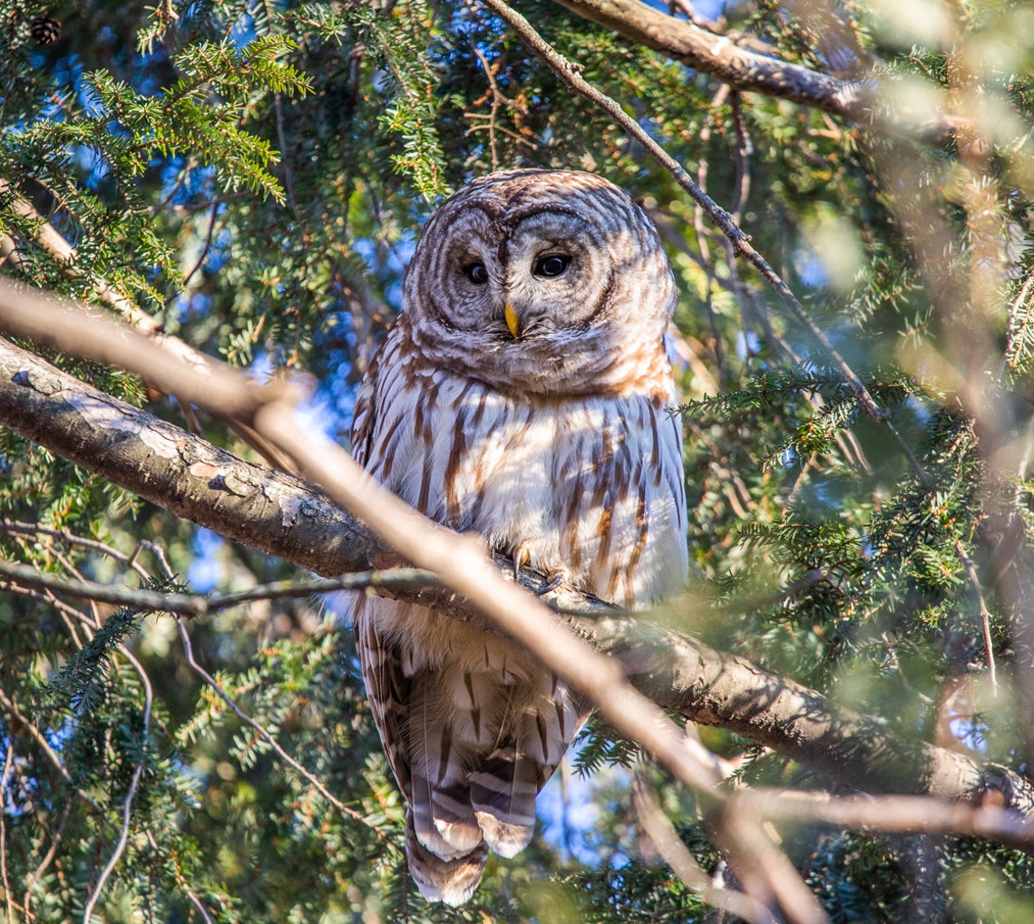 Central Park Barred Owl, Barred Owl, Bird Photography, NYC Barred Owl
