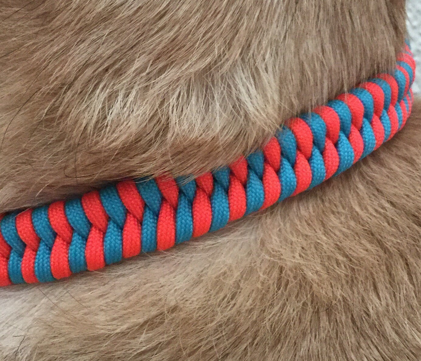 Two Color Paracord Fishtail Dog Collar Orange and Blue Neon Etsy