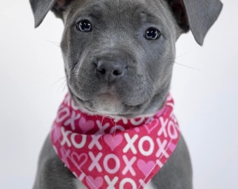 XOXO Pet Bandana with matching Bow Ties (sold separate)