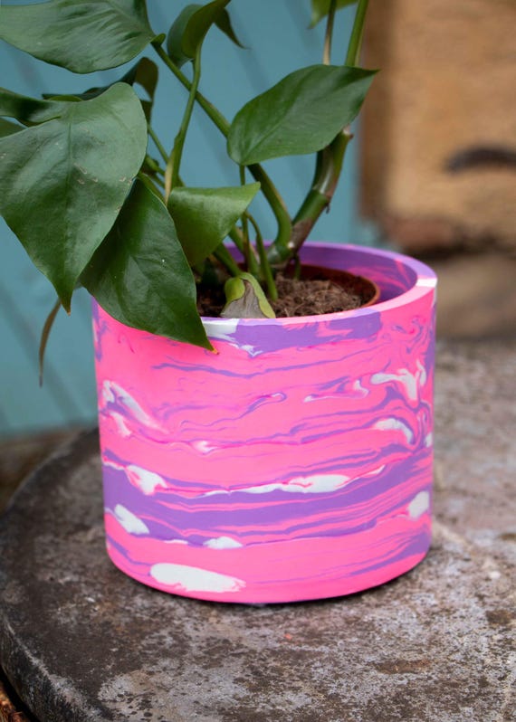 aglaonema air purifying india Air Purifying Plant