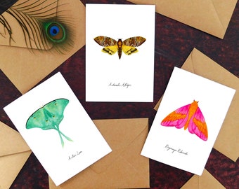 Moth Specimens Greetings Card Pack - Set of 3 Bug Print Greetings Cards - A6 - Blank Inside