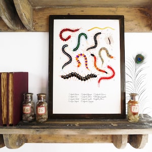 Myriapoda Centipede Art Print -  A4 or A3 - Recycled Paper - Antiquarian - Vintage - Book Plate