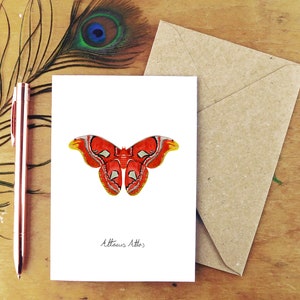 Atlas Moth Greetings Card