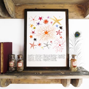 Lámina artística de estrella de mar Asterozoa - A4 - Papel reciclado - Anticuario - Vintage - Ex libris