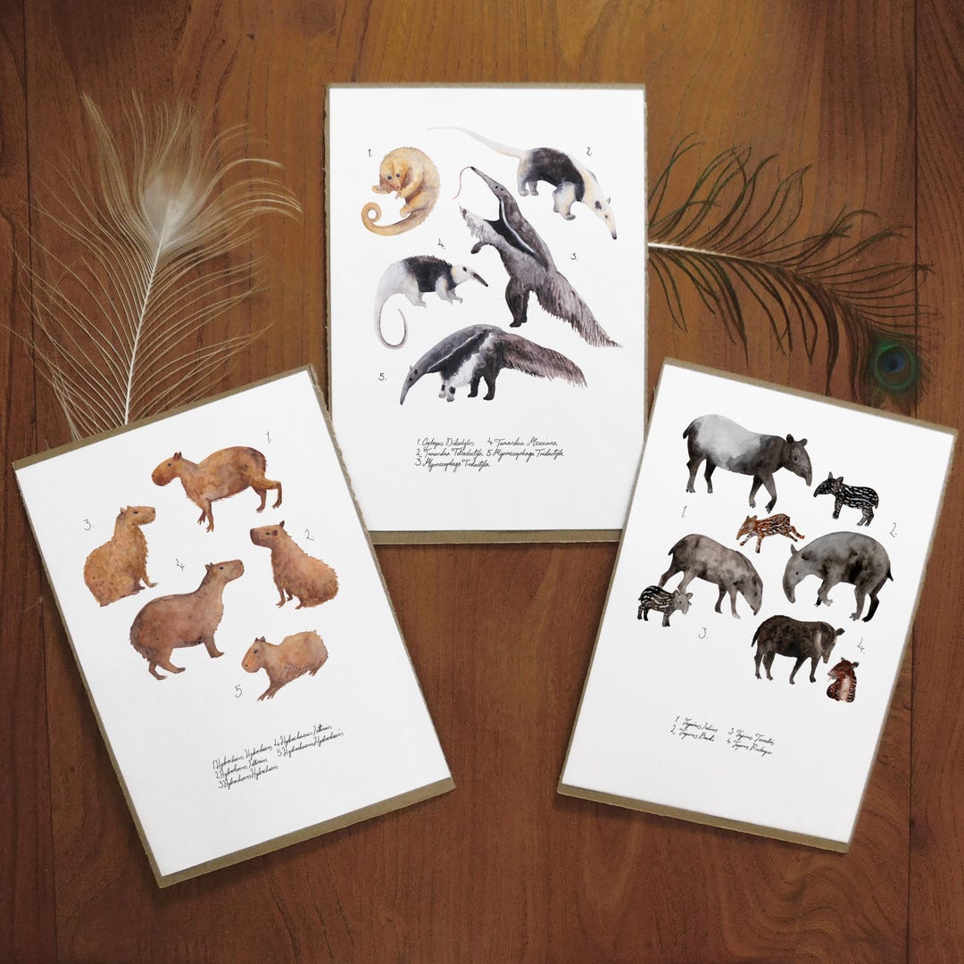 Equatorial Mammals Set of 3 Art Prints - A4 - Recycled Paper ...