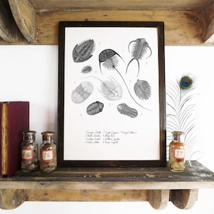 Lámina artística de trilobite amonoideo - A4 - Papel reciclado - Anticuario - Vintage - Ex libris