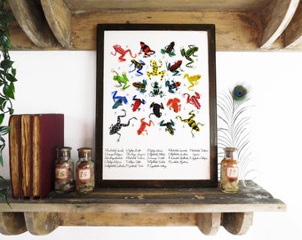 Dendrobatidae Dart Frog Art Print -  A4 - Recycled Paper - Antiquarian - Vintage - Book Plate