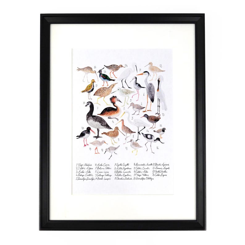 Aestes Wetland Birds Art Print A4 Recycled Paper Antiquarian Vintage