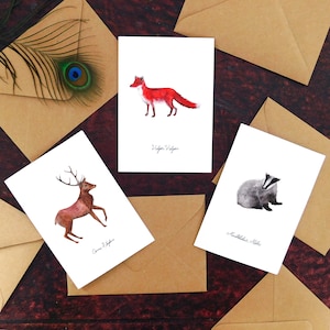 Paquet de cartes de vœux pour les spécimens d’animaux des bois
