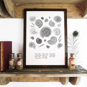Stampa artistica di Ammonite Ammonoidea - A4 o A3 - Carta riciclata - Antiquariato - Vintage - Ex libris