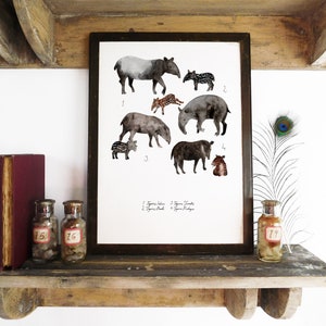 Candle of Tapirs Art Print - A4 - Papel reciclado - Anticuario - Vintage - Placa de libro