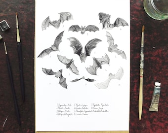 A4 Art Print - Made from Recycled Materials - Chiroptera Bat Hand Drawn Pencil Design