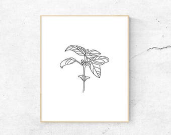 Printable Basil Drawing - Downloadable Basil Print