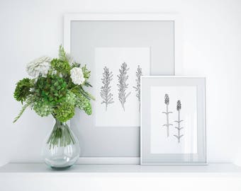 Printable Rosemary Drawing - Downloadable Rosemary Print