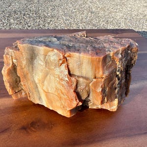 1lb - UV Reactive - Rainbow Petrified Wood from Arizona
