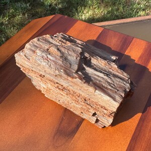 2lbs - UV Reactive - Petrified Wood from Arizona