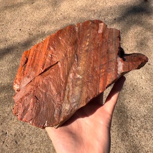 3.8lbs - UV Reactive - Rainbow Petrified Wood from Arizona