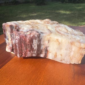 1lb - UV Reactive - Rainbow Petrified Wood from Arizona